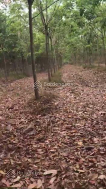 Cần bán đất trồng cây lâu năm, cách dt 741 nguyễn văn thành 200m, phường chánh phú hòa, tp bến cát