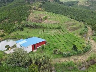 Siêu rộng 1,4 ha giá chỉ 200 tr/sào gần tuyến cao tốc liên khương, buôn ma thuột