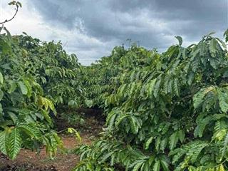 Đất vườn lâm hà chỉ 270 tr/sào cà phê tươi tốt, sổ sách đầy đủ, đường bê tông thuận tiện di chuyển