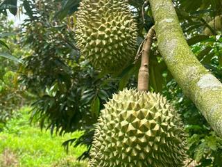 Cần bán vườn cafe + sầu riêng đang cho thu tốt tại di linh