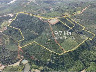 Cần nhượng lại 9,7 ha cafe đẹp gần nút giao cao tốc tại xã tân châu