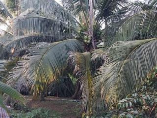 Bán đất vườn dừa nghỉ dưỡng long hưng