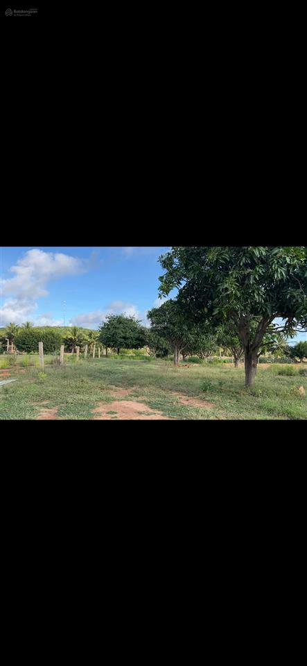 Bán đất nông nghiệp gần biển giá chỉ 800tr/1000m2