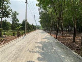 Bán đất vườn mít 500m2 tại an linh, phú giáo, bình dương giá siêu rẻ