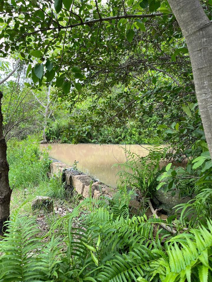 Chính chủ bán hơn 21.000m2 đất cln đang trồng mủ trôm phước dinh  khánh hòa chỉ 2,8tỷ