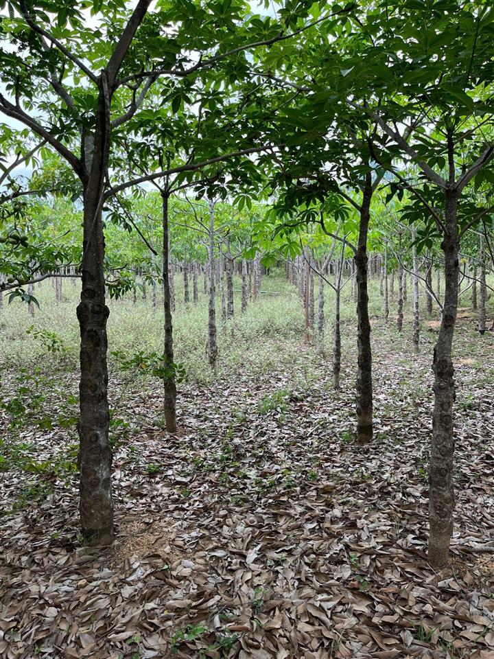 Chính chủ bán hơn 21.000m2 đất cln đang trồng mủ trôm phước dinh  khánh hòa chỉ 2,8tỷ