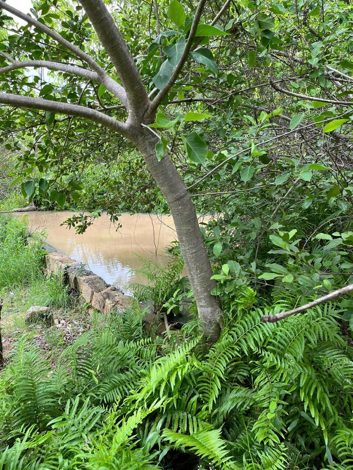 Chính chủ bán hơn 21.000m2 đất cln đang trồng mủ trôm phước dinh  khánh hòa chỉ 2,8tỷ