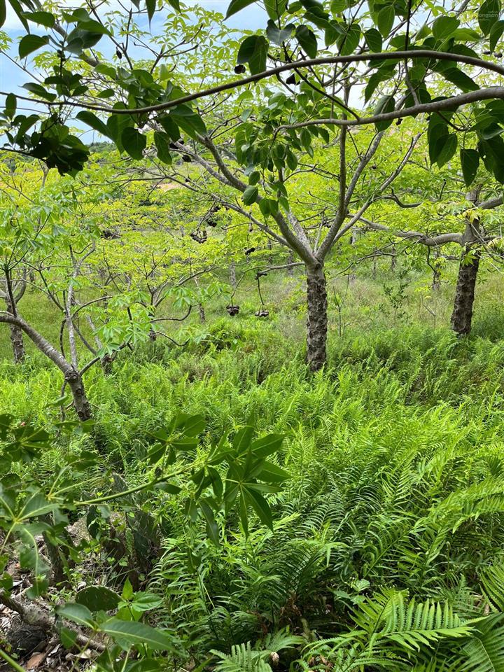 Chính chủ bán hơn 21.000m2 đất cln đang trồng mủ trôm phước dinh  khánh hòa chỉ 2,8tỷ