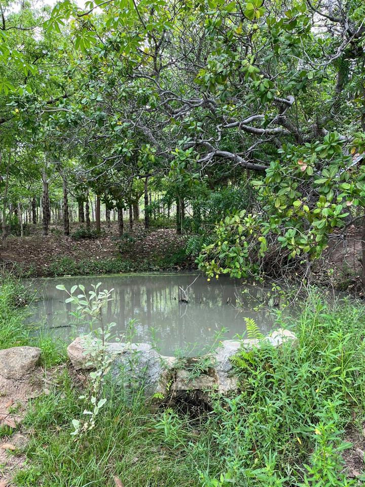 Chính chủ bán hơn 21.000m2 đất cln đang trồng mủ trôm phước dinh  khánh hòa chỉ 2,8tỷ