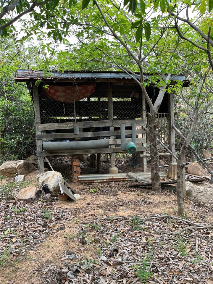 Chính chủ bán hơn 21.000m2 đất cln đang trồng mủ trôm phước dinh  khánh hòa chỉ 2,8tỷ