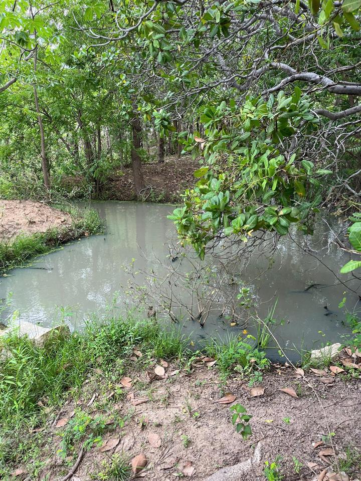 Chính chủ bán hơn 21.000m2 đất cln đang trồng mủ trôm phước dinh  khánh hòa chỉ 2,8tỷ