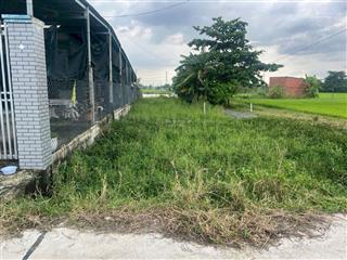 Chủ kẹt bán gấp hòa khánh, đức hòa, , 290m2 , 6x52 đường bê tông xe tải, sổ hồng, 1,270 tỷ