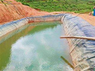 [ 4,4ha  sẵn 600 gốc sầu 3 năm  thành sơn ] * có hệ thống béc tưới tiêu *  giá 6 tỷ
