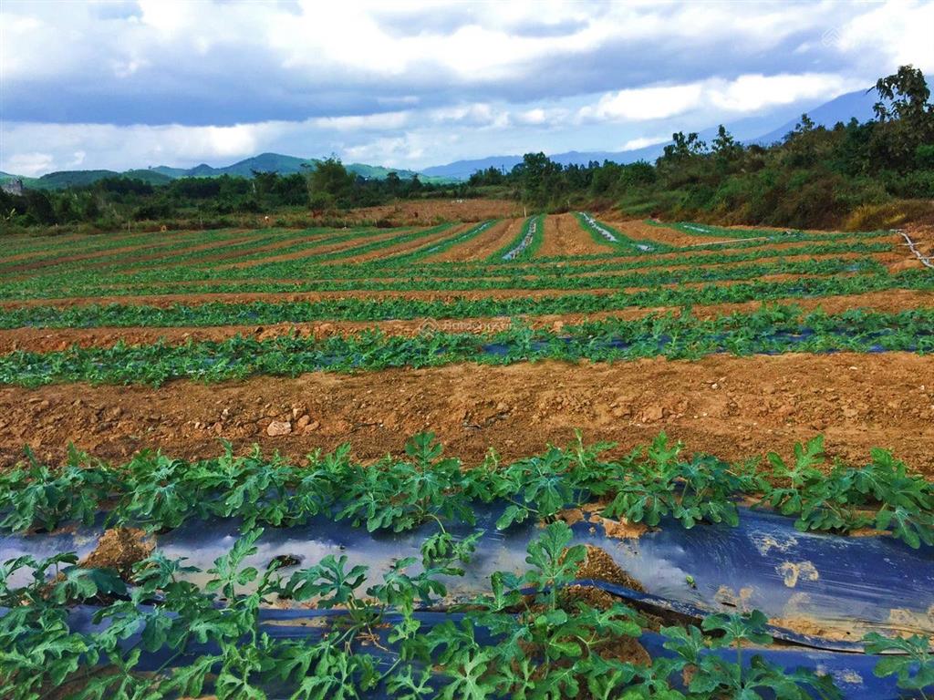 1,6ha ôm trọn suối gần 350m  giáp đường ô tô dài hơn 160m xã sông cầu, giá mềm 5,5 tỷ