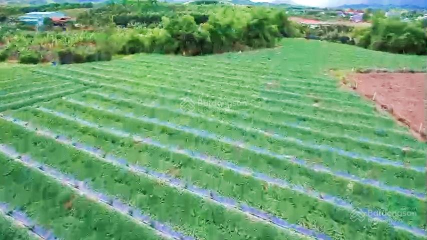 1,6ha ôm trọn suối gần 350m  giáp đường ô tô dài hơn 160m xã sông cầu, giá mềm 5,5 tỷ