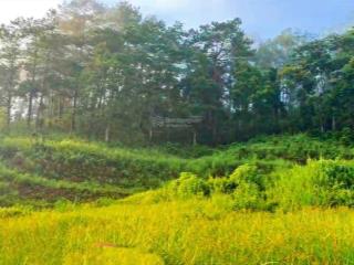 View bốn bề đồi thông  phù hợp ont hiệp an, đức trọng ]  ô tô bê tông vào tận nơi giá  7,050 tỷ