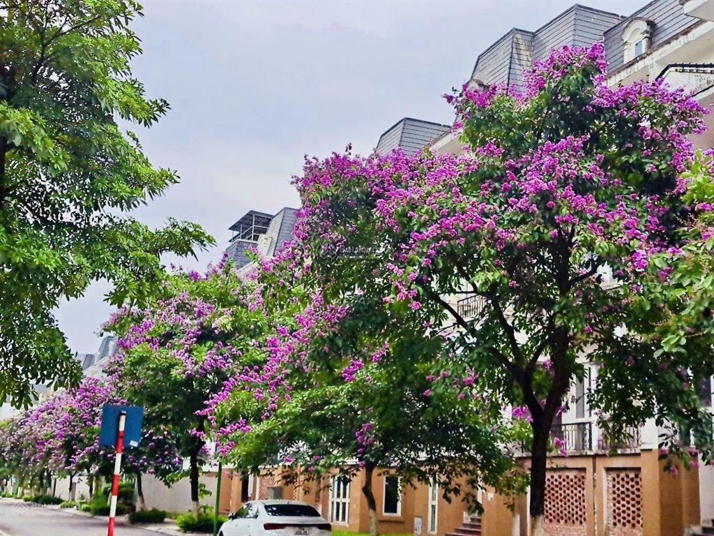 Cần bán biệt thự lideco, dt 280m thoáng trước sau, trục đường to kinh doanh tốt, giá 42 tỷ