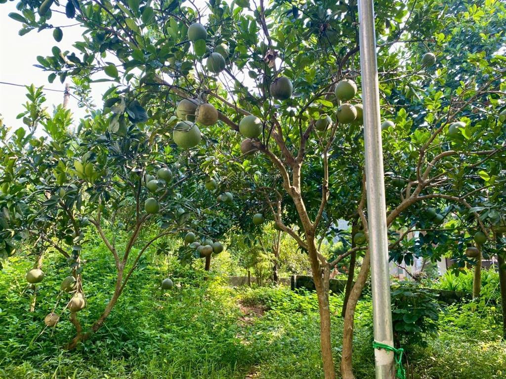 Chính chủ cần bán lô đất nghỉ dưỡng diện tích 975m2 thổ cư 150m2 tại yên bài, ba vì, tp hà nội