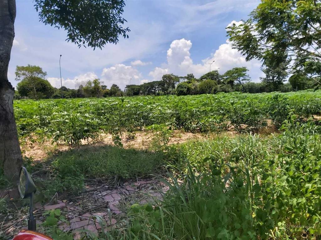 Cần bán 500m2 đất trồng cây lâu năm cạnh đường hùng vương xã phước an nhơn trạch đồng nai