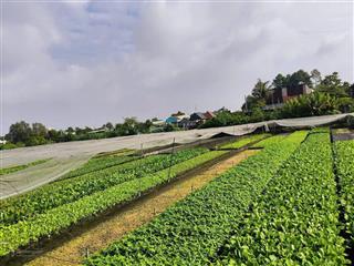 Cần bán gấp 3000 m2 đất sổ hồng riêng tại ấp 3a, xã vĩnh lộc b, bình chánh, liền kề khu dân cư