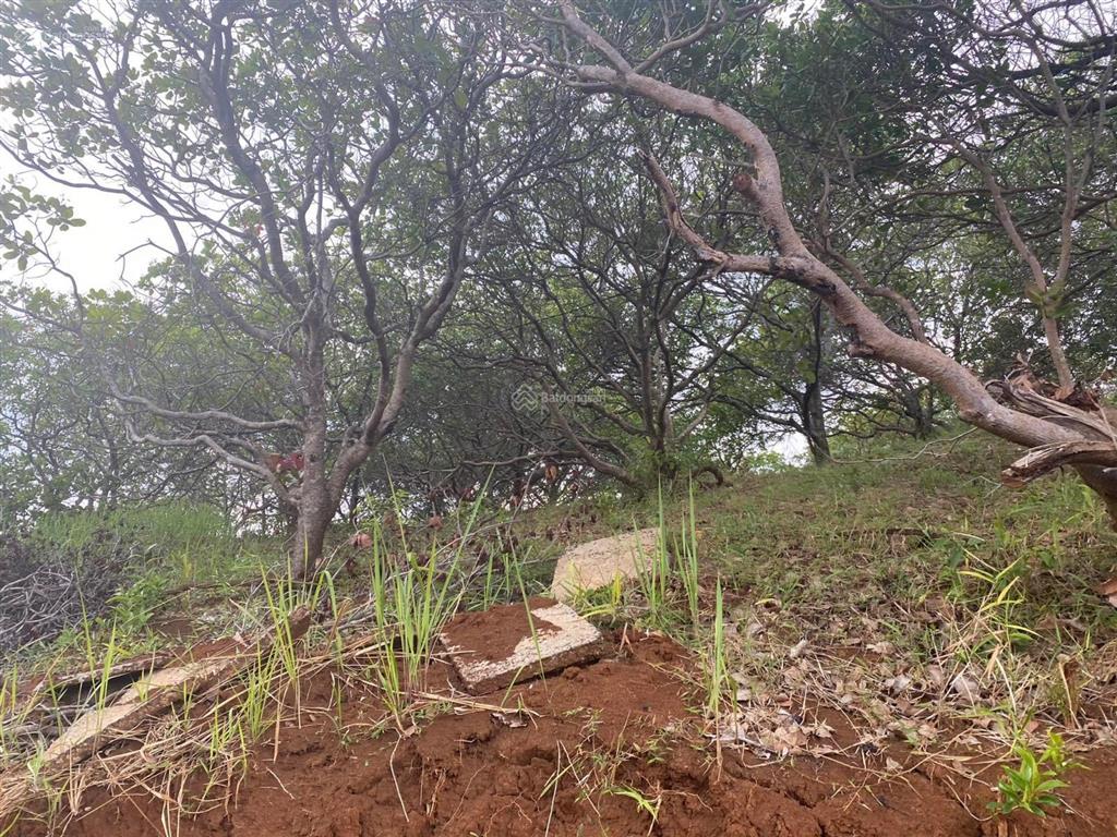 Bán 2,5 ha, 500m đường bê tông tại trung tâm thị trấn kiến đức, đắk nông