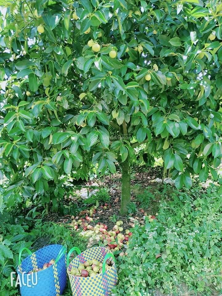 Mua vườn tặng 1 tỷ! bán 1.2ha vườn trái cây lâm đồng (200m thổ cư), thu nhập 2 tỷ/năm