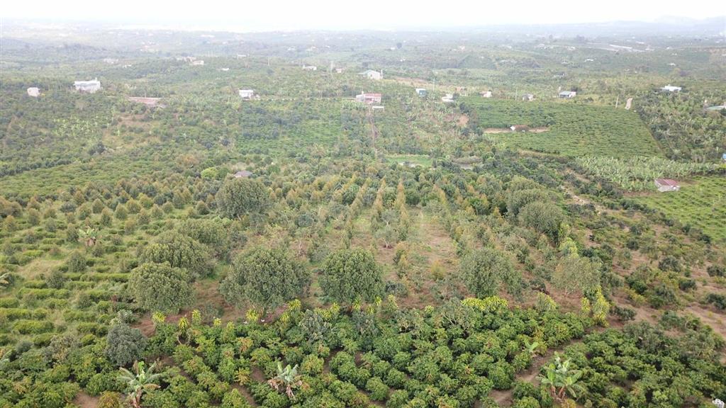 Mua vườn tặng 1 tỷ! bán 1.2ha vườn trái cây lâm đồng (200m thổ cư), thu nhập 2 tỷ/năm