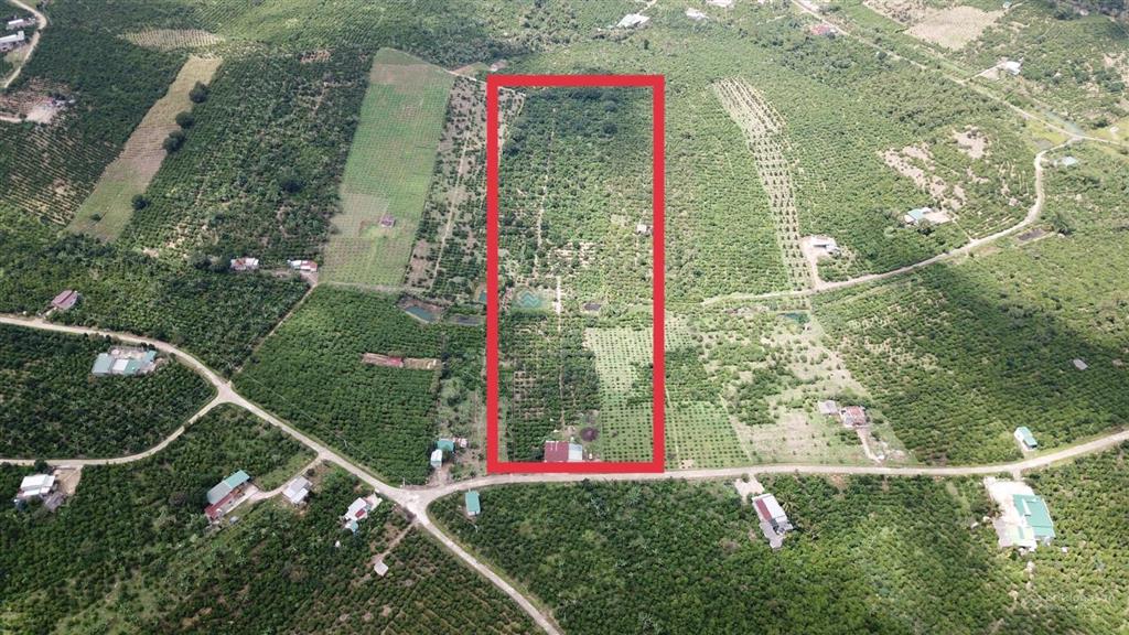 Mua vườn tặng 1 tỷ! bán 1.2ha vườn trái cây lâm đồng (200m thổ cư), thu nhập 2 tỷ/năm