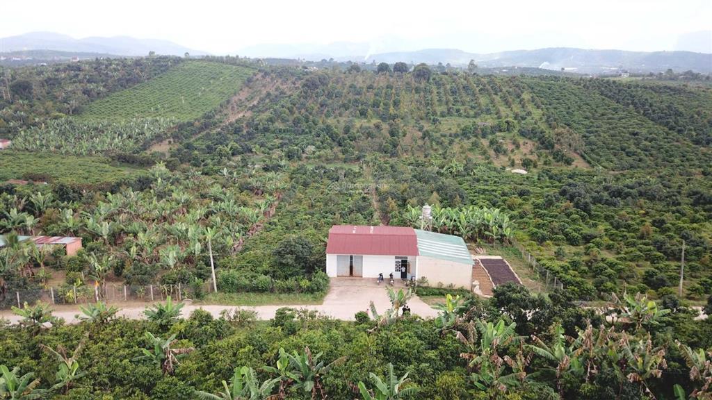 Mua vườn tặng 1 tỷ! bán 1.2ha vườn trái cây lâm đồng (200m thổ cư), thu nhập 2 tỷ/năm