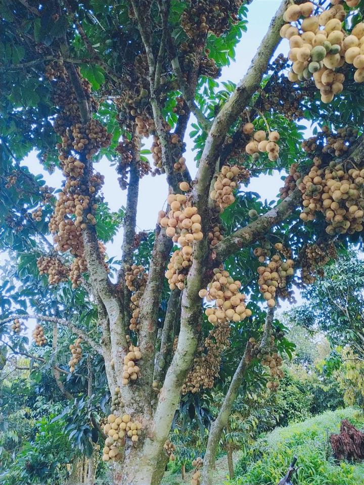 Mua vườn tặng 1 tỷ! bán 1.2ha vườn trái cây lâm đồng (200m thổ cư), thu nhập 2 tỷ/năm