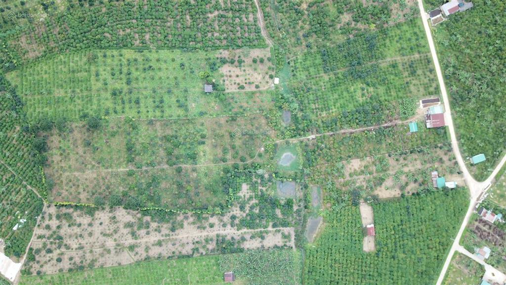 Mua vườn tặng 1 tỷ! bán 1.2ha vườn trái cây lâm đồng (200m thổ cư), thu nhập 2 tỷ/năm