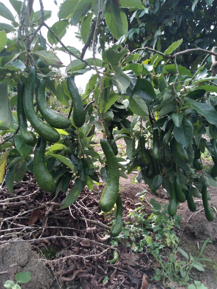 Mua vườn tặng 1 tỷ! bán 1.2ha vườn trái cây lâm đồng (200m thổ cư), thu nhập 2 tỷ/năm