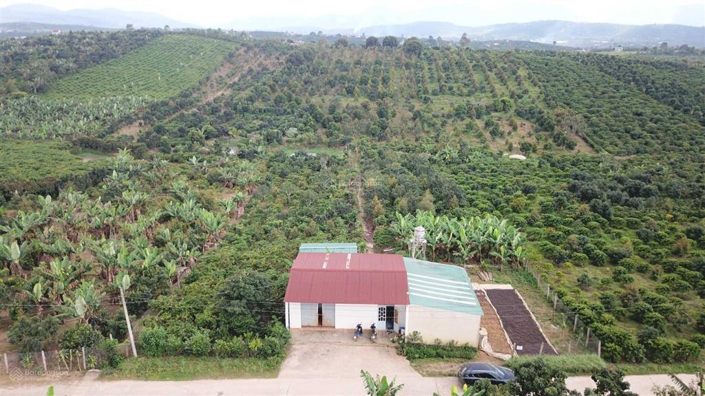 Mua vườn tặng 1 tỷ! bán 1.2ha vườn trái cây lâm đồng (200m thổ cư), thu nhập 2 tỷ/năm