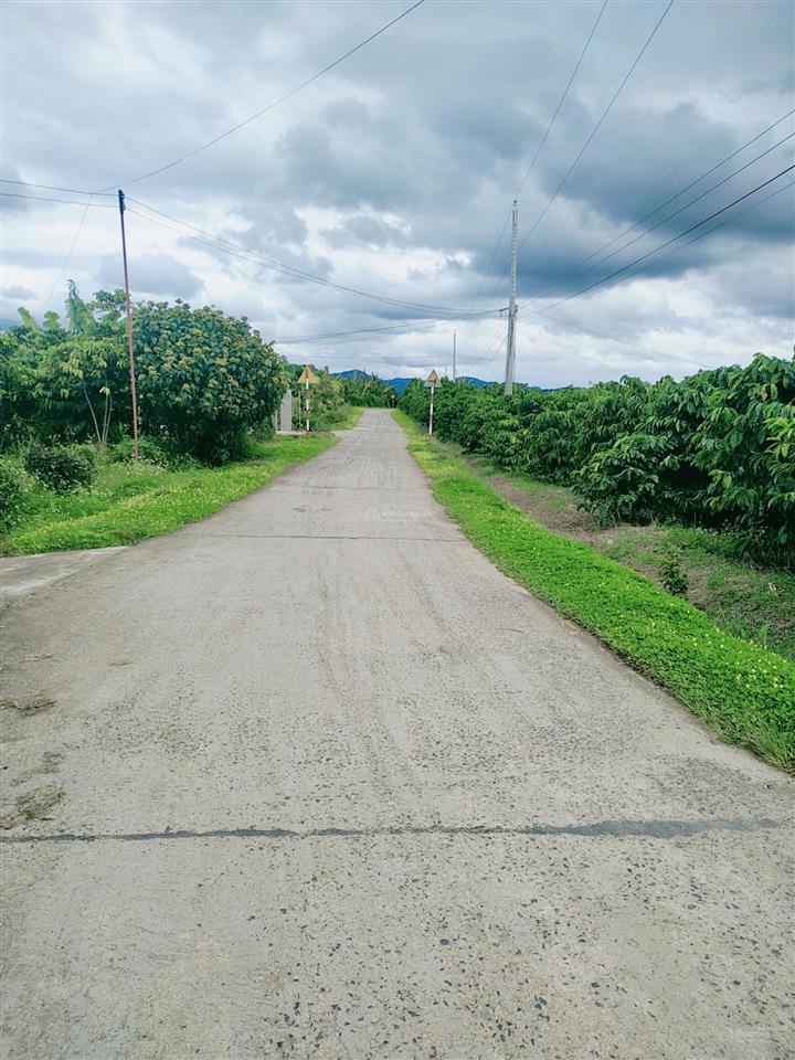 Mua vườn tặng 1 tỷ! bán 1.2ha vườn trái cây lâm đồng (200m thổ cư), thu nhập 2 tỷ/năm