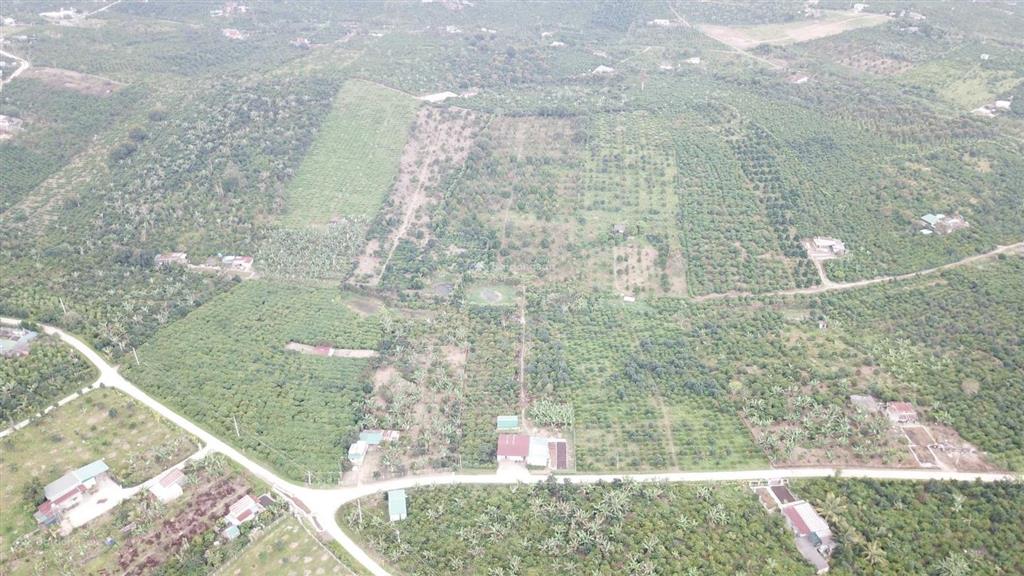Mua vườn tặng 1 tỷ! bán 1.2ha vườn trái cây lâm đồng (200m thổ cư), thu nhập 2 tỷ/năm