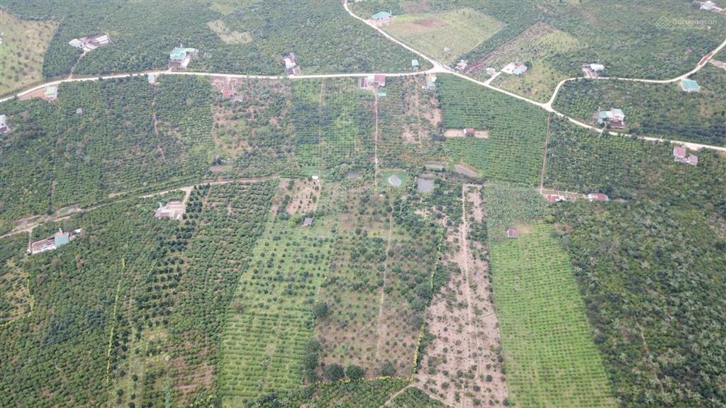 Mua vườn tặng 1 tỷ! bán 1.2ha vườn trái cây lâm đồng (200m thổ cư), thu nhập 2 tỷ/năm