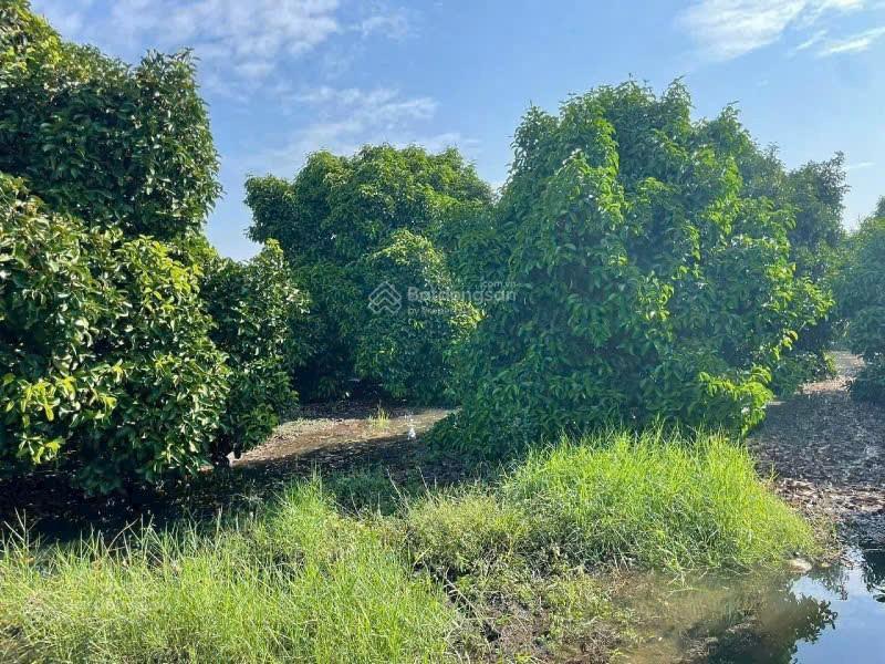 Bán vườn cây măng cụt phường tân an nằm 1 sẹc đường huỳnh thị hiếu đường oto vào tận nơi giá rẻ