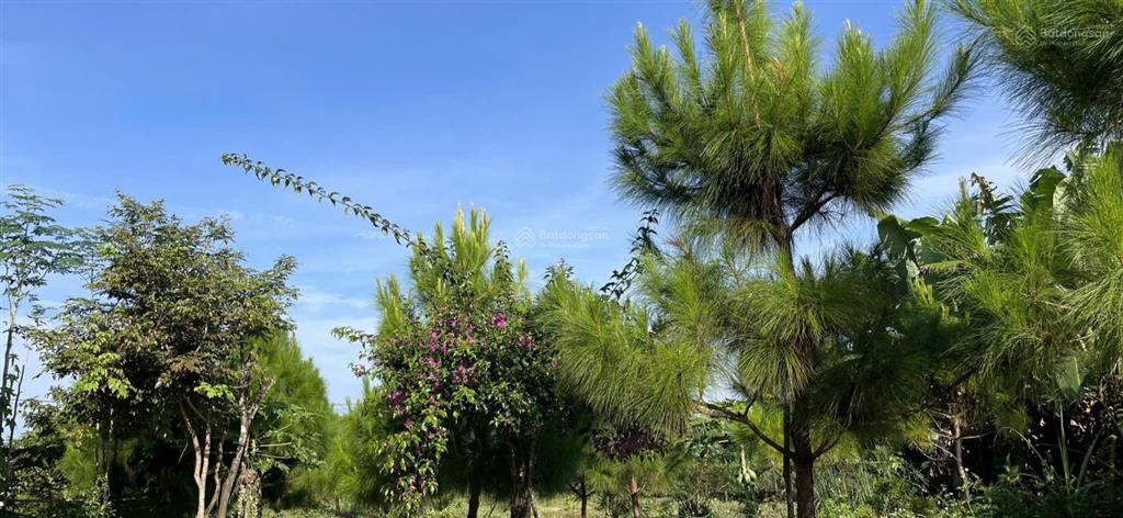 Cho thuê mặt bằng sinh thái để kinh doanh tại khu vực xã biển hồ, pleiku, gia lai