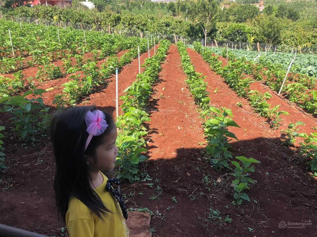 Đất view đẹp lâm đồng bắt trọn nhịp sống thịnh vượng nơi thành phố nghỉ dưỡng