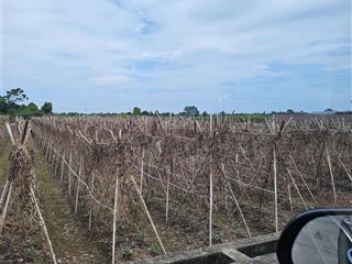 Chính chủ bán đất xã song phương đường 2 oto tránh cực tiềm năng mặt tiền rộng 21m giá 5 tr/m2 x2x3