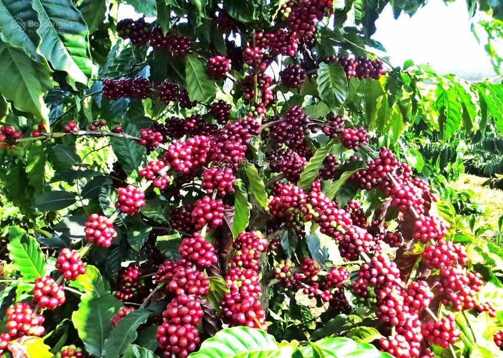 Đất vườn 2,3 hecta ngay đường nhựa giá hấp dẫn 2,2 tỷ