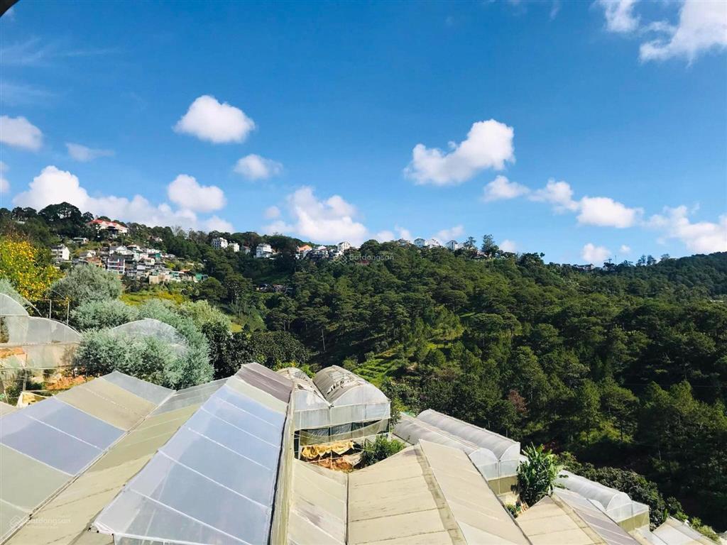 Hạ giá bán homestay view thung lũng rừng thông vĩnh viễn, 10 phòng kinh doanh nở hậu