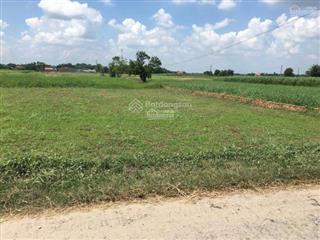 Đất lúa sổ hồng riêng nằm trên vùng hồng lên thổ được , 483m2, giá chỉ 1ty3, đường số 4 bình lợi