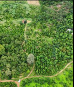 Bán rẫy 2ha5 cà phê có thu nhập tại quảng hiệp  cưmgar  daklak