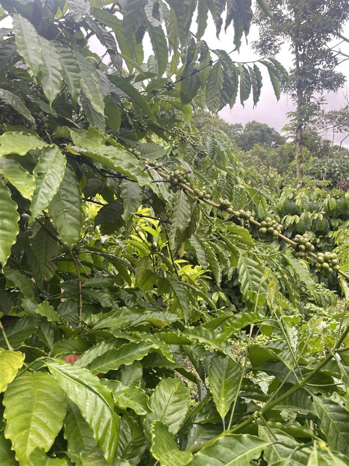 Bán rẫy 2ha5 cà phê có thu nhập tại quảng hiệp  cưmgar  daklak