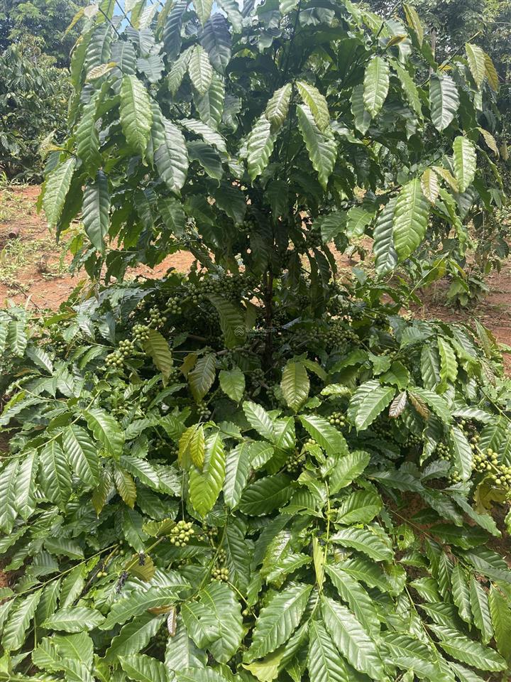 Bán rẫy 2ha5 cà phê có thu nhập tại quảng hiệp  cưmgar  daklak