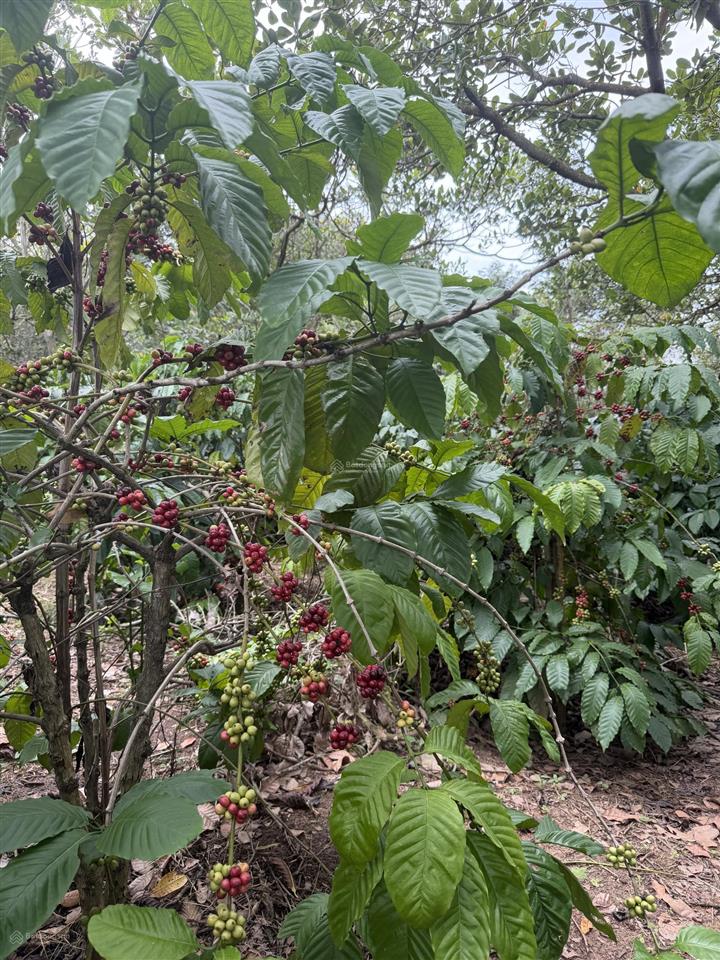 Bán rẫy 2ha5 cà phê có thu nhập tại quảng hiệp  cưmgar  daklak