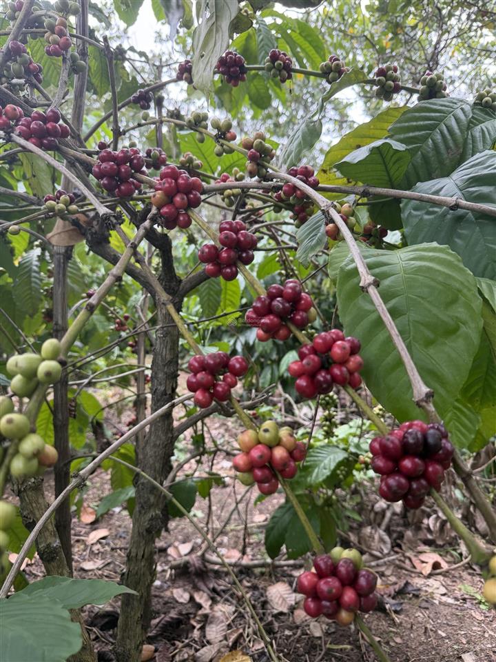 Bán rẫy 2ha5 cà phê có thu nhập tại quảng hiệp  cưmgar  daklak