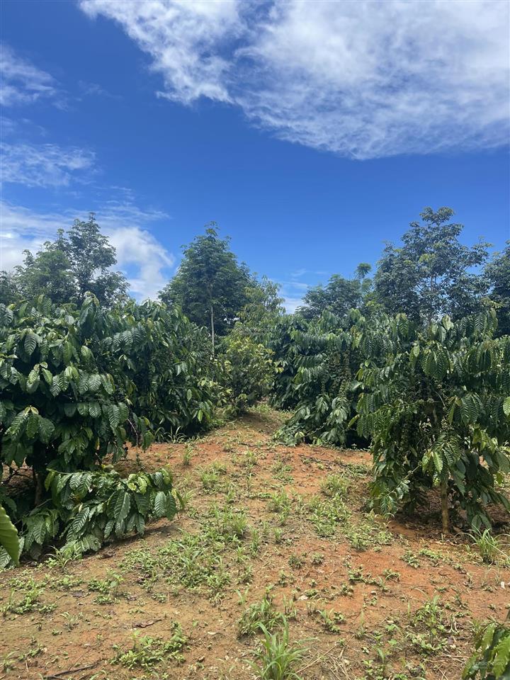 Bán rẫy 2ha5 cà phê có thu nhập tại quảng hiệp  cưmgar  daklak