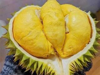 Vườn sầu riêng 73ha. shr cá nhân. giá 140triệu/sào. đường ô tô.